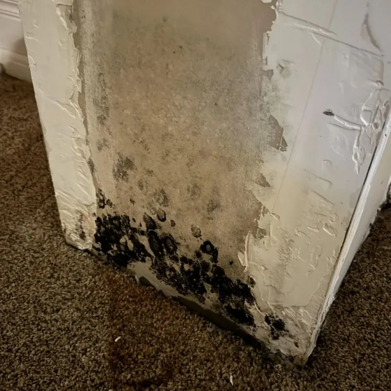 Professional Mold Removal in Gold River, CA